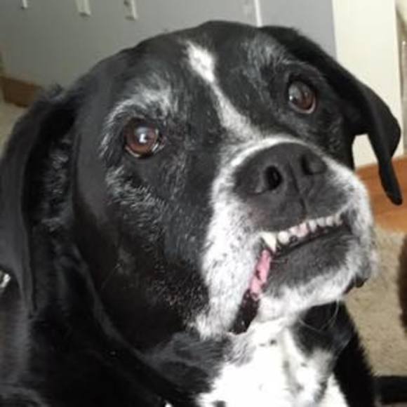 Meet your Posher, Judy - Picture 1 of 1